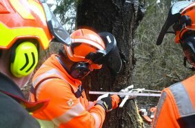 Die Teilnehmer des AST Motorsägen-Kurses kontrollieren vor Durchtrennung des Haltebandes noch einmal die exakte Fällrichtung des Baumes.