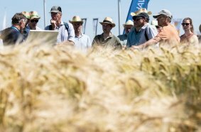 DLG-Feldtage 2024: Tag der Wertschöpfungsketten bringt Landwirte und verarbeitende Industrie zusammen